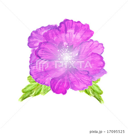 Watercolor painted  vector  hibiscus. 17095525