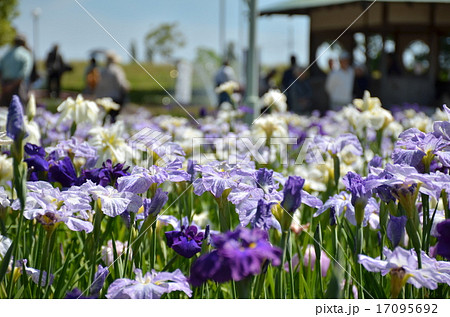 花菖蒲 17095692