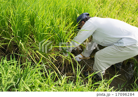 青田刈り２ 17096284