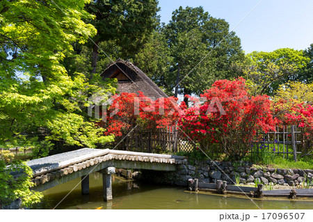 霧島躑躅 - 梅宮大社 17096507