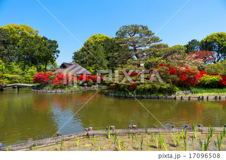 霧島躑躅 - 梅宮大社 17096508