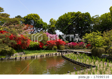 霧島躑躅 - 梅宮大社 17096510