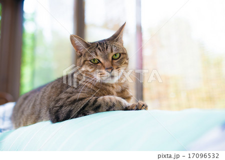 ねこ 17096532