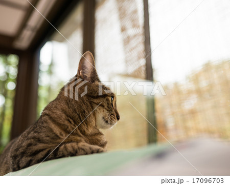 ねこ 17096703