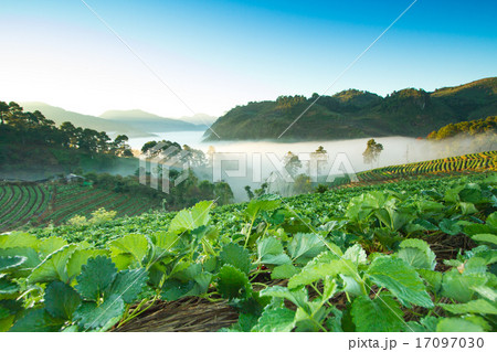 Landscape sunrise at strawberry garden Landscape sunrise at strawberry garden 17097030