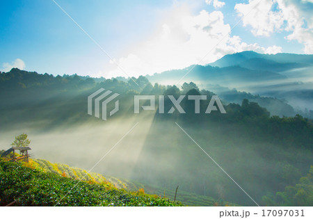 Landscape sunrise at strawberry garden 17097031