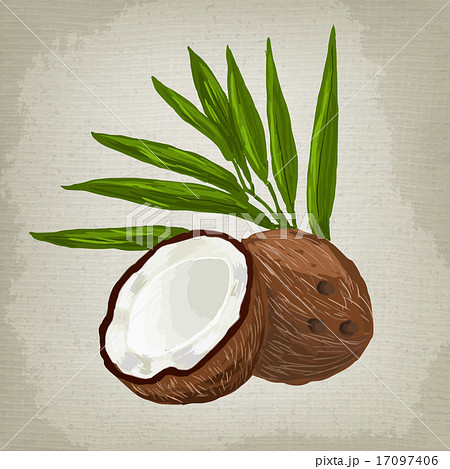 Vector illustration of fruit coconut Vector illustration of fruit coconut 17097406