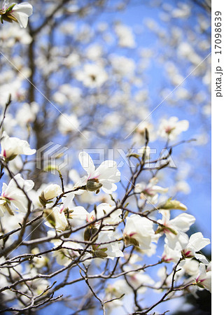 コブシの花 17098639