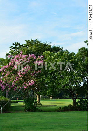 グリーンパーク 17099874