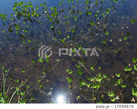 池塘のミツガシワ 17099878