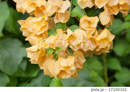 bush with yellow flowers blooming bougainvilleas 17100102