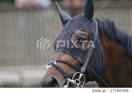 馬の顔 17100366