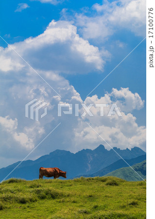 牛の放牧 17100776