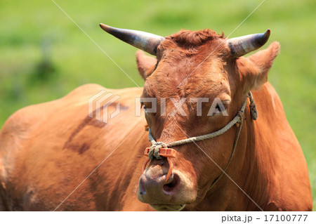 牛のポートレート 17100777