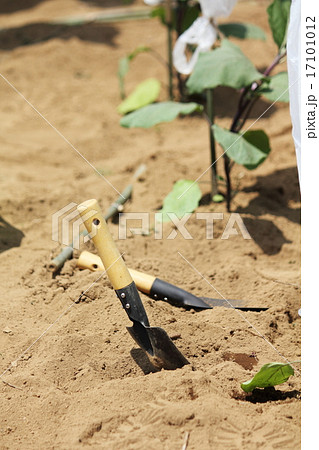 なすの苗と移植ゴテ 17101012