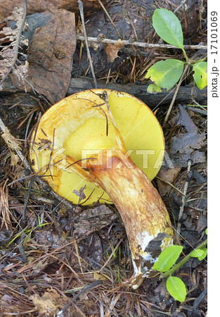 ハナイグチ 17101069