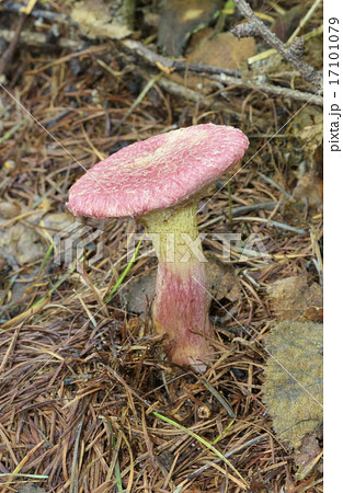 カラマツベニハナイグチ 17101079