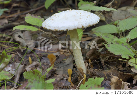 タマシロオニタケ タマシロオニタケ 17101080
