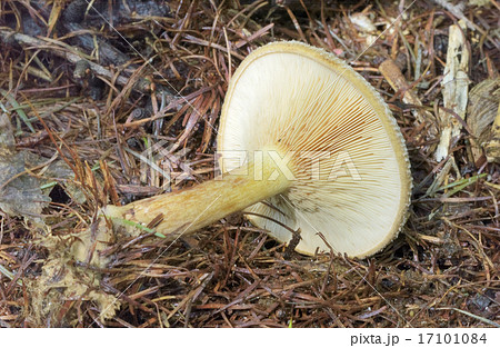 ヒダハタケ 17101084