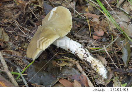 ウラベニホテイシメジ 17101403