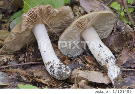 ウラベニホテイシメジ 17101409