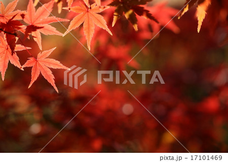 秋の印象 紅葉 秋の印象 紅葉 17101469