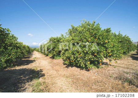 Orange trees in plantation 17102208