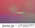 水滴 17102777
