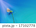 蝶と花 17102778