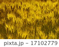麦 17102779