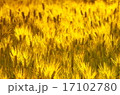 麦 17102780