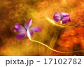 幻影の花 17102782