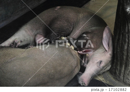 ツチブタ ツチブタ 17102882