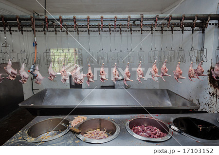 Poultry Abattoir Carcass Processing Poultry Abattoir Carcass Processing 17103152