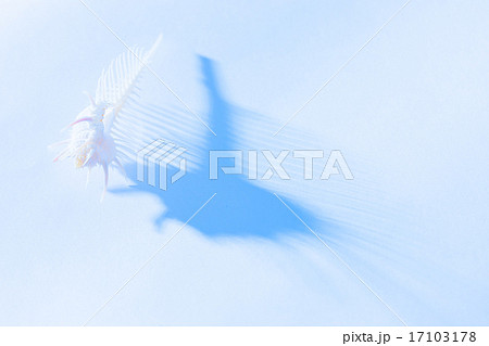 ホネガイ 17103178