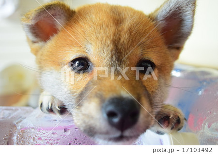 見つめる豆柴 17103492
