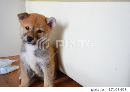反省する豆柴 17103493