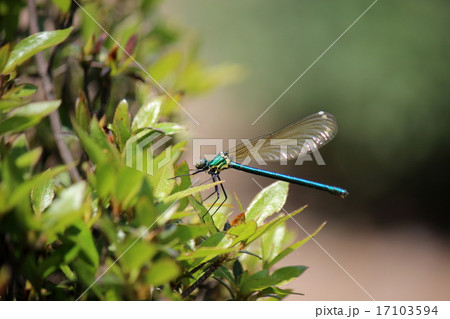 ニホンカワトンボ 17103594