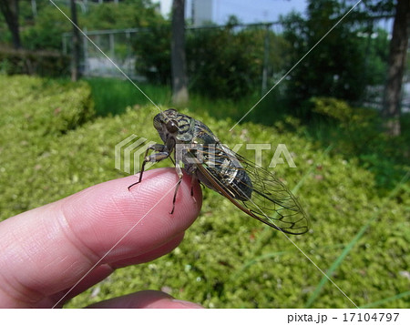 ツクツクボウシの側面（大きさが分かる写真）の写真素材 [17104797