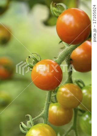 プチトマト プチトマト 17105024