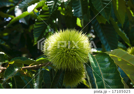 いがぐり いがぐり 17105025