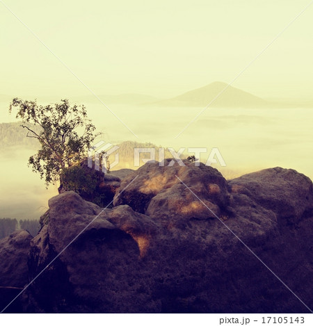 Small nature bonsai above misty valley full of fog 17105143