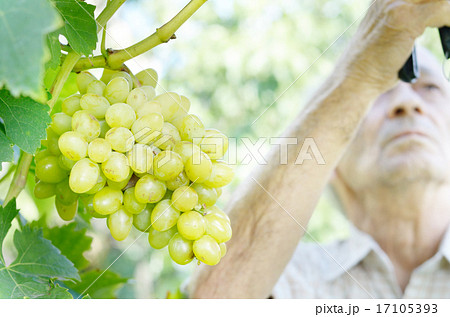 Senior farmer at vineyard Senior farmer at vineyard 17105393