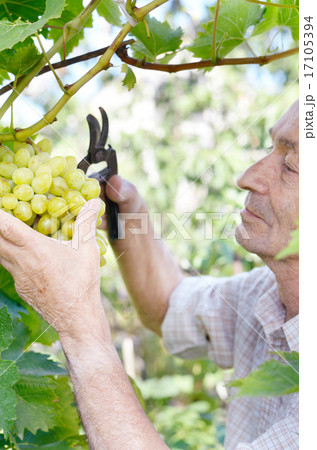 Senior farmer at vineyard Senior farmer at vineyard 17105394