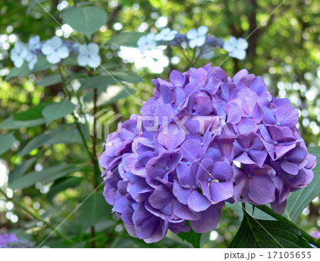 紫陽花 17105655