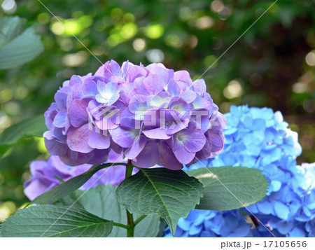 紫陽花 紫陽花 17105656