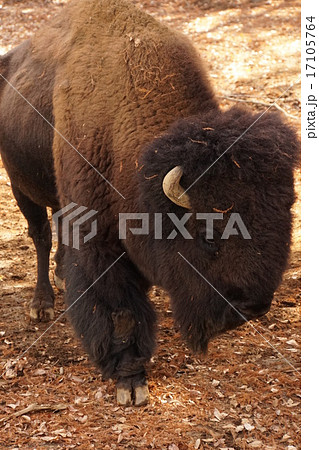 アメリカバイソン アメリカバイソン 17105764
