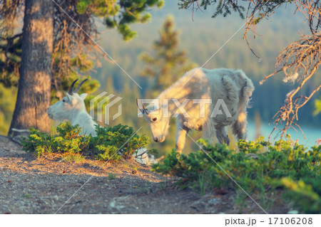 Mountain goat 17106208