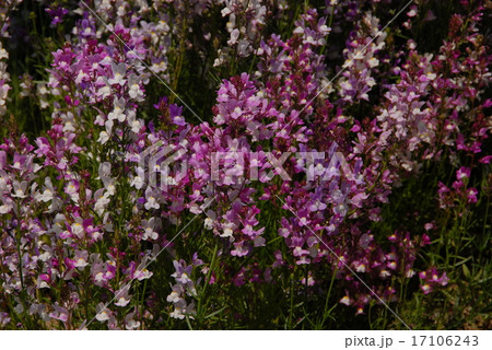茎の先に青や紅紫色の花を数多くつけるヒメキンギョソウ 茎の先に青や紅紫色の花を数多くつけるヒメキンギョソウ 17106243