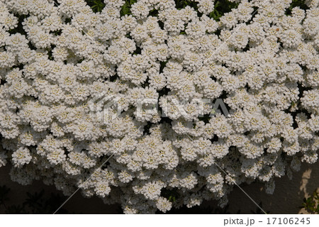 白い花が株を覆うように咲き 春花壇を彩るイベリス センペルビレンスの写真素材